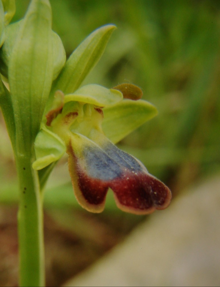 Ophrys hespera?